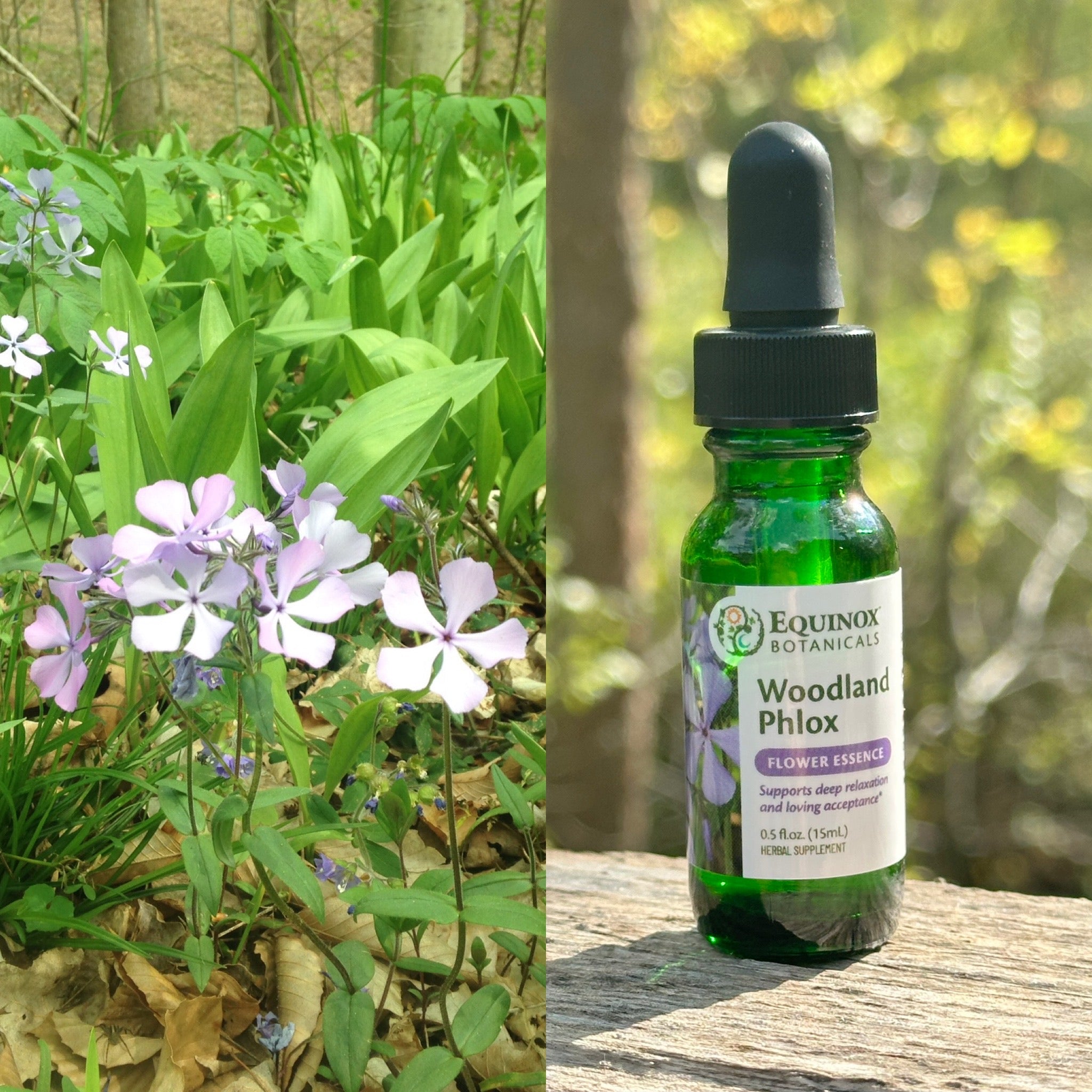 Woodland Phlox Flower Essence 15mL – Equinox Botanicals