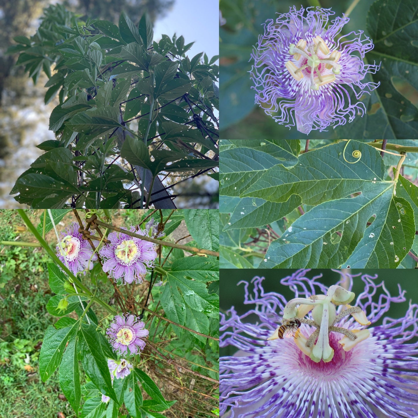 Passionflower Extract 1 oz