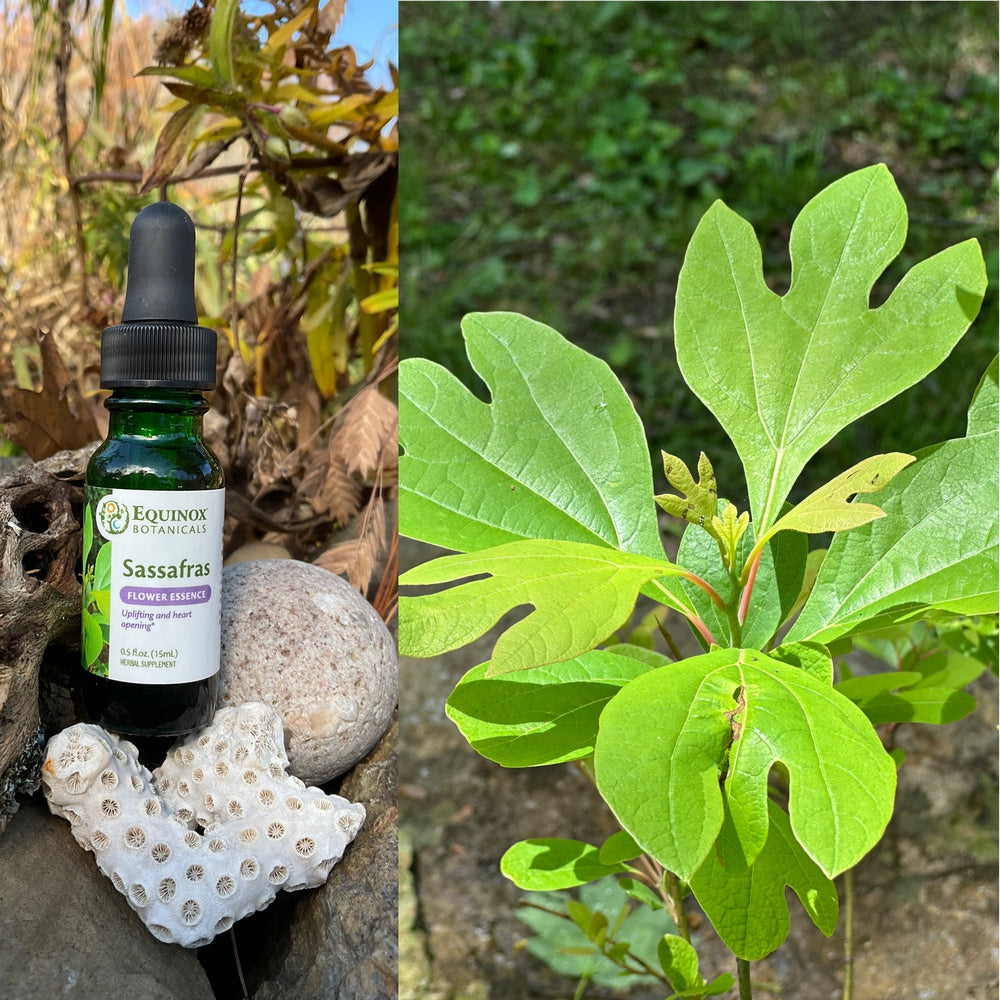 Sassafras Flower Essence 15mL