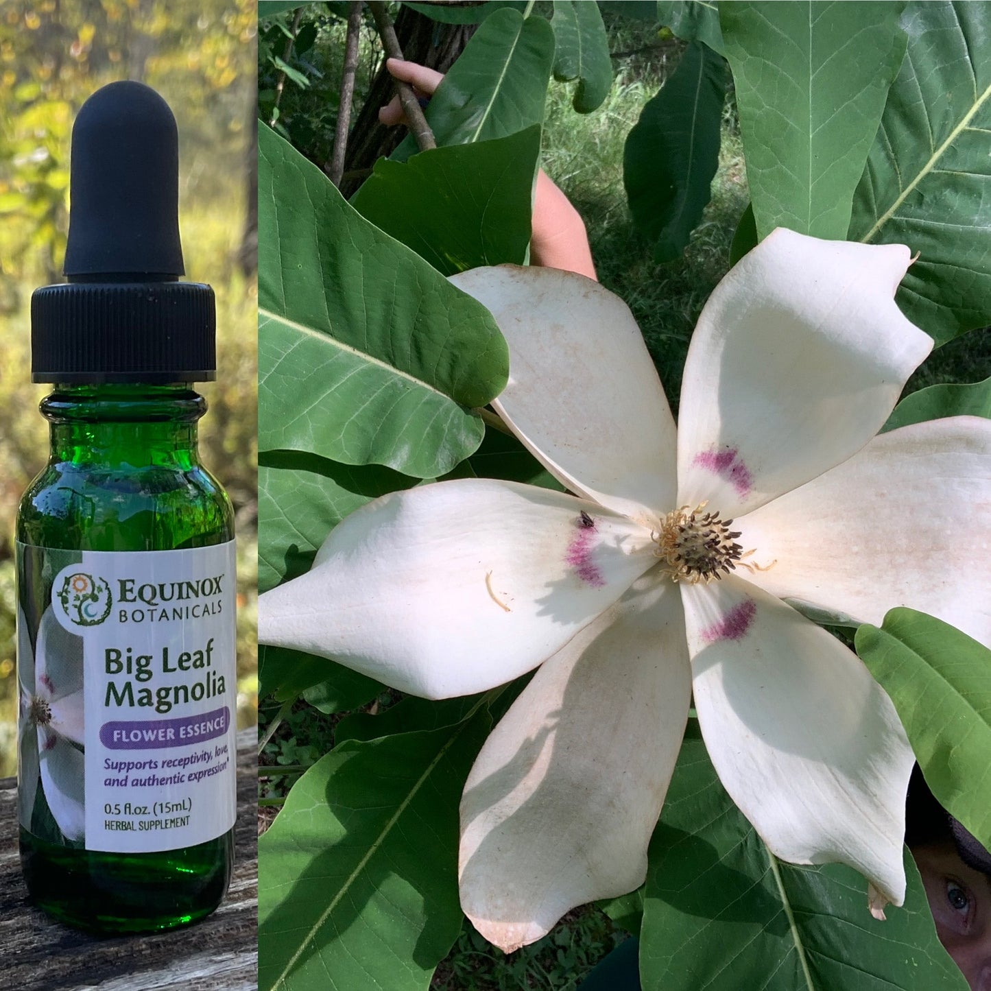 Big Leaf Magnolia Flower Essence 15mL