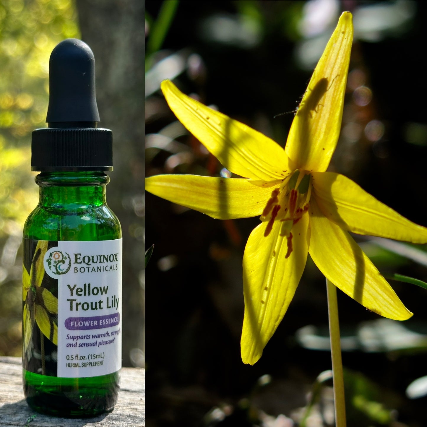 Yellow Trout Lily Flower Essence 15mL