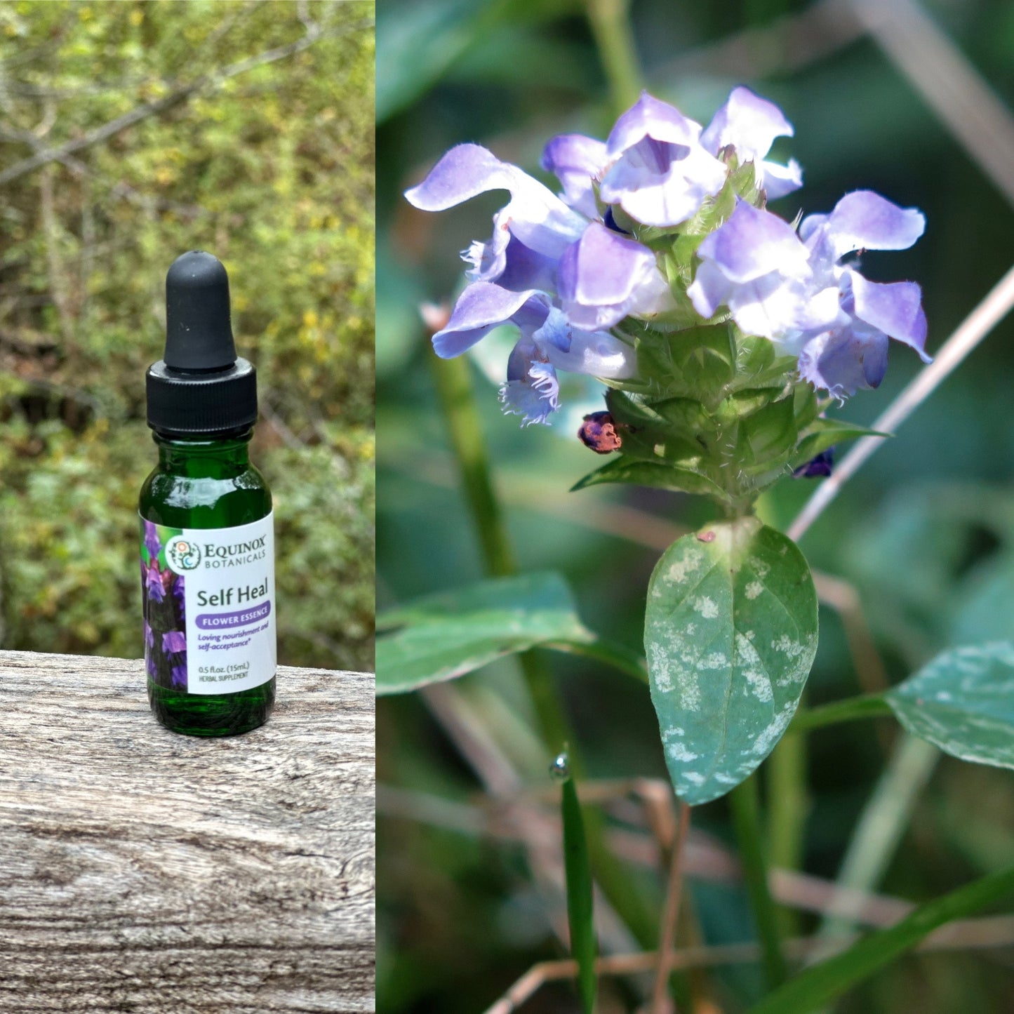 Self Heal Flower Essence 15 mL