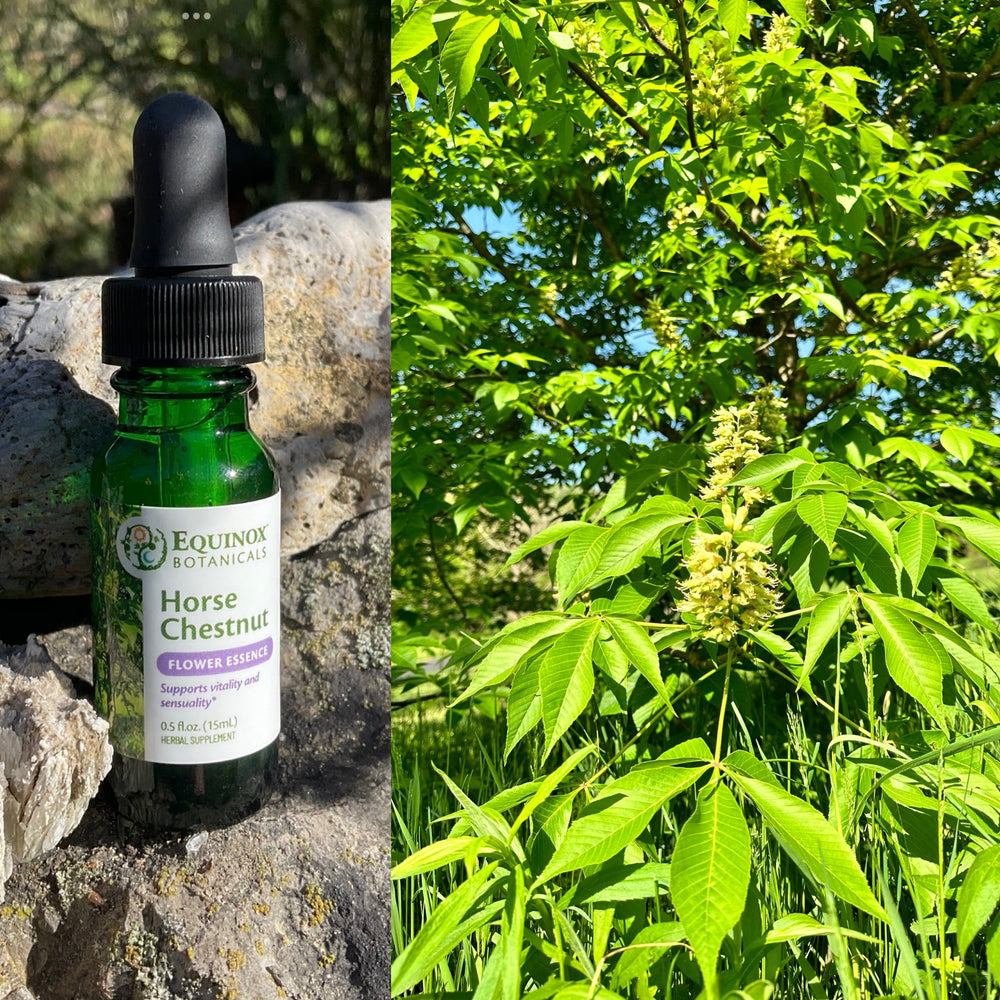 Horse Chestnut Flower Essence 15mL