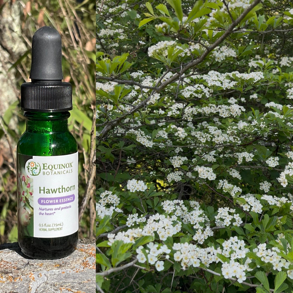 Hawthorn Flower Essence 15 mL