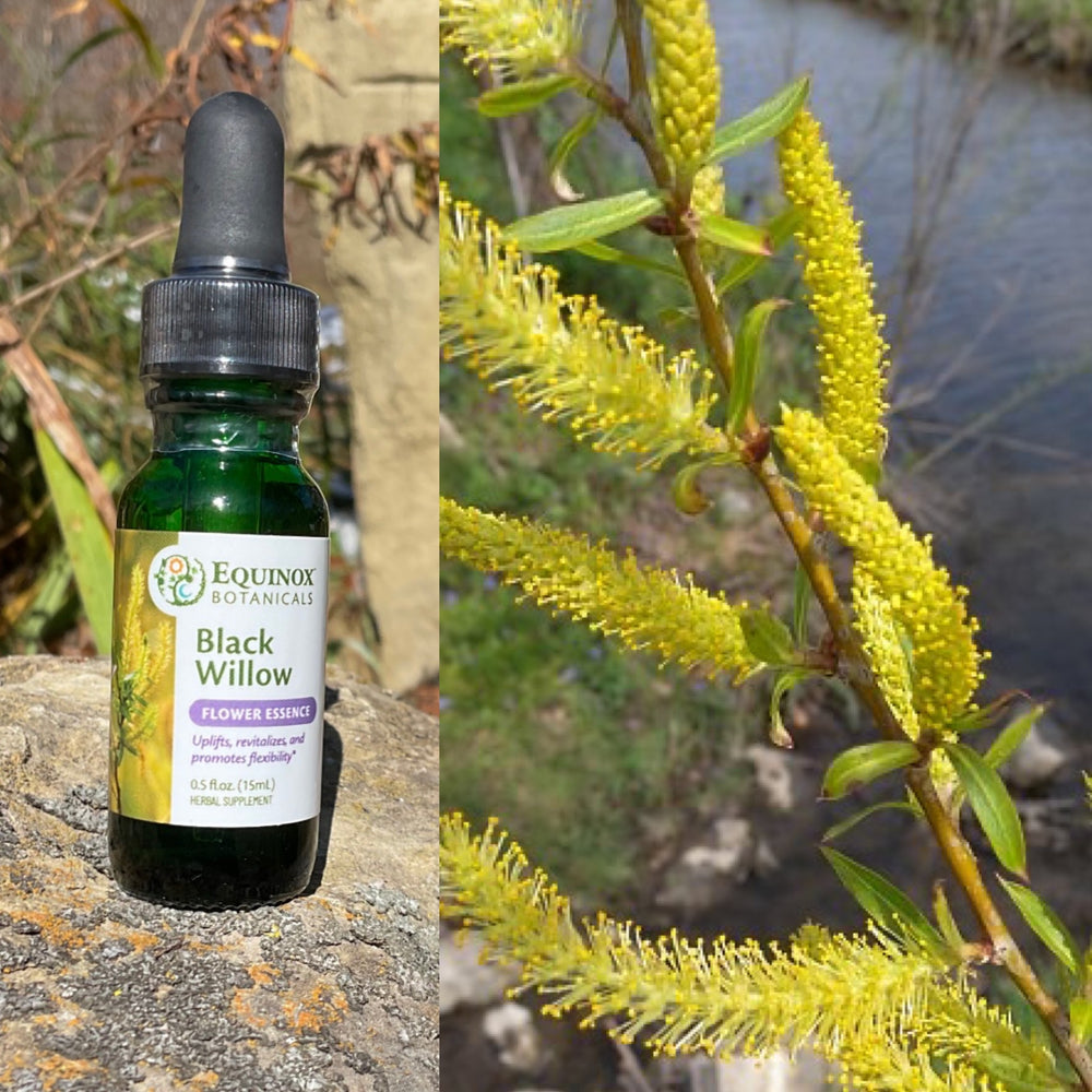 Black Willow Flower Essence 15 mL