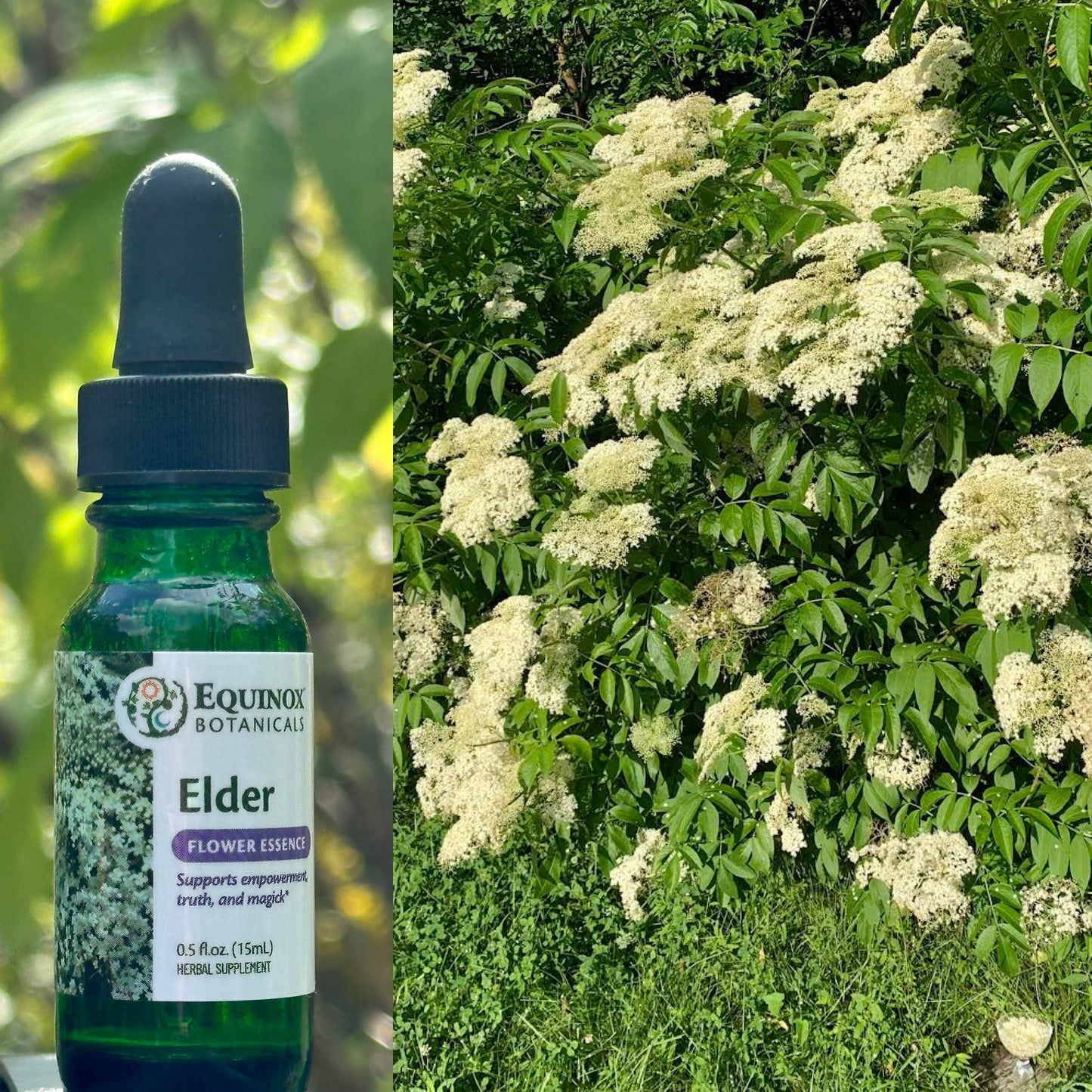 Elder Flower Essence 15mL