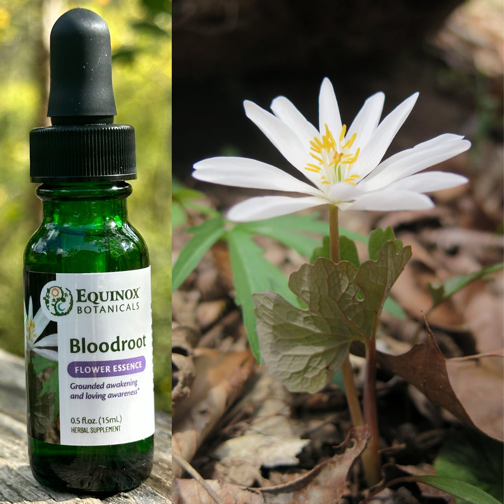 Bloodroot Flower Essence 15mL