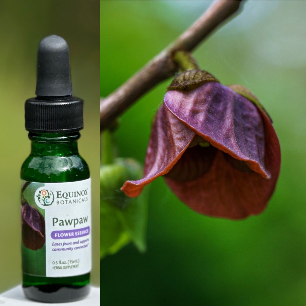 Pawpaw Flower Essence 15mL