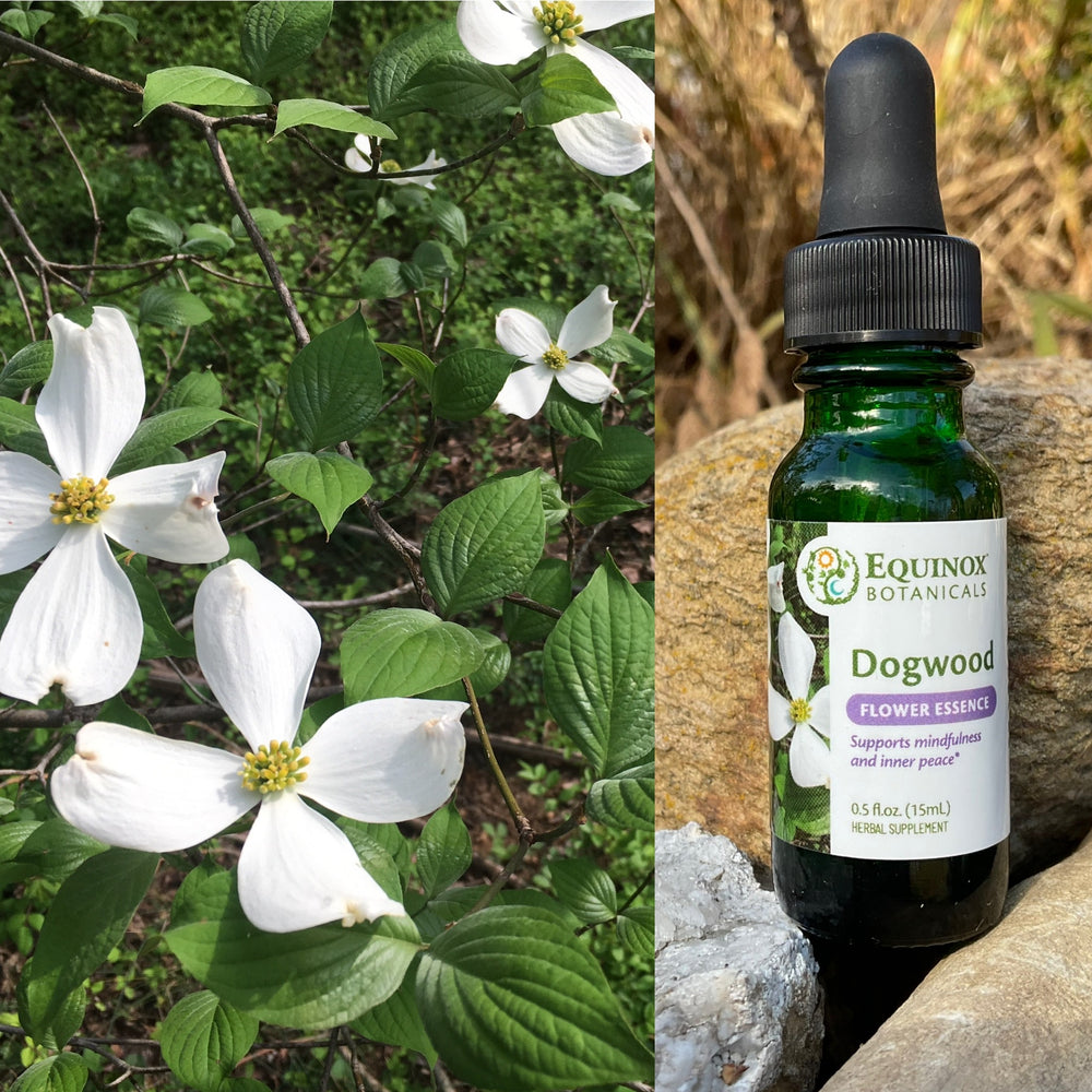 Dogwood Flower Essence 15mL