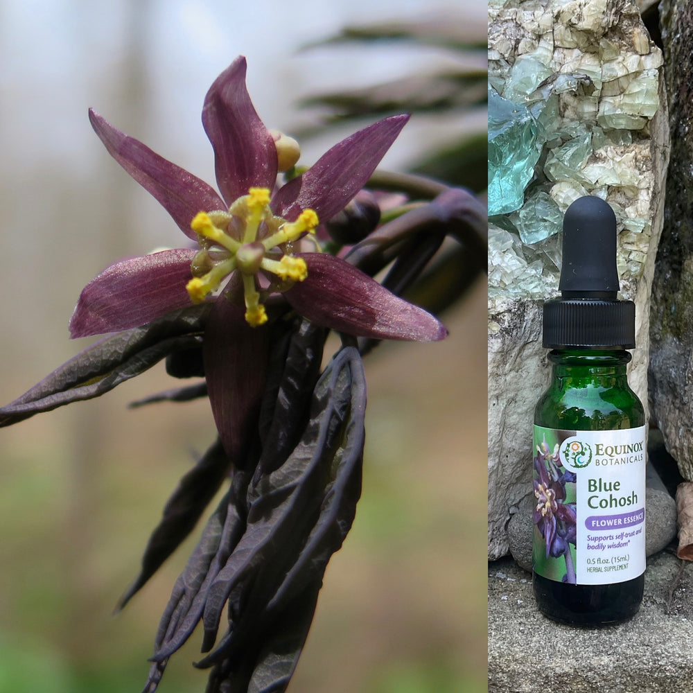 Blue Cohosh Flower Essence 15mL