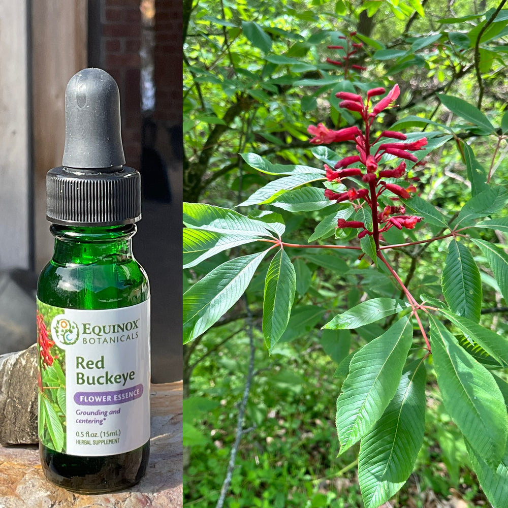 Red Buckeye Flower Essence 15mL