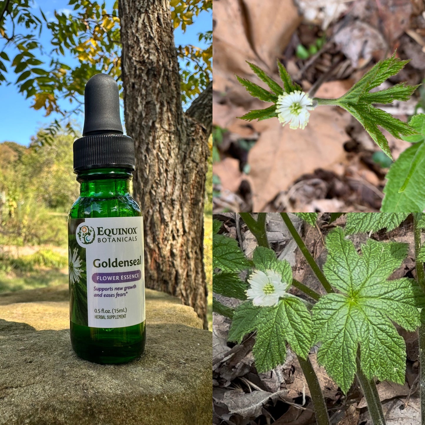 Goldenseal Flower Essence 15mL