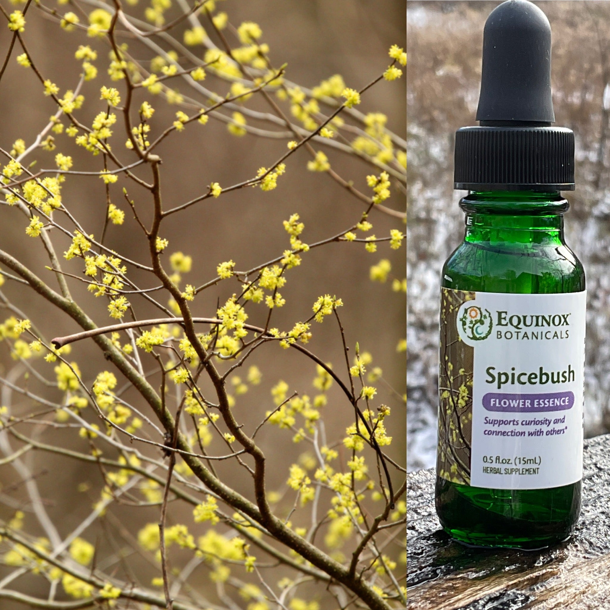 Spicebush Flower Essence 15 mL – Equinox Botanicals