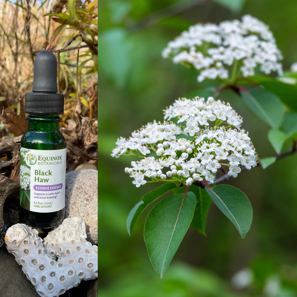 Black Haw Flower Essence 15mL