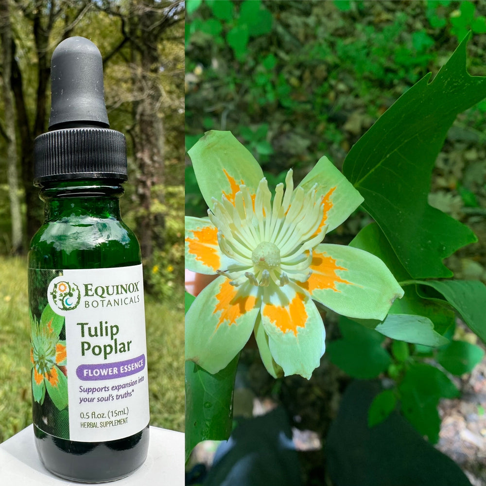 Tulip Poplar Flower Essence 15mL
