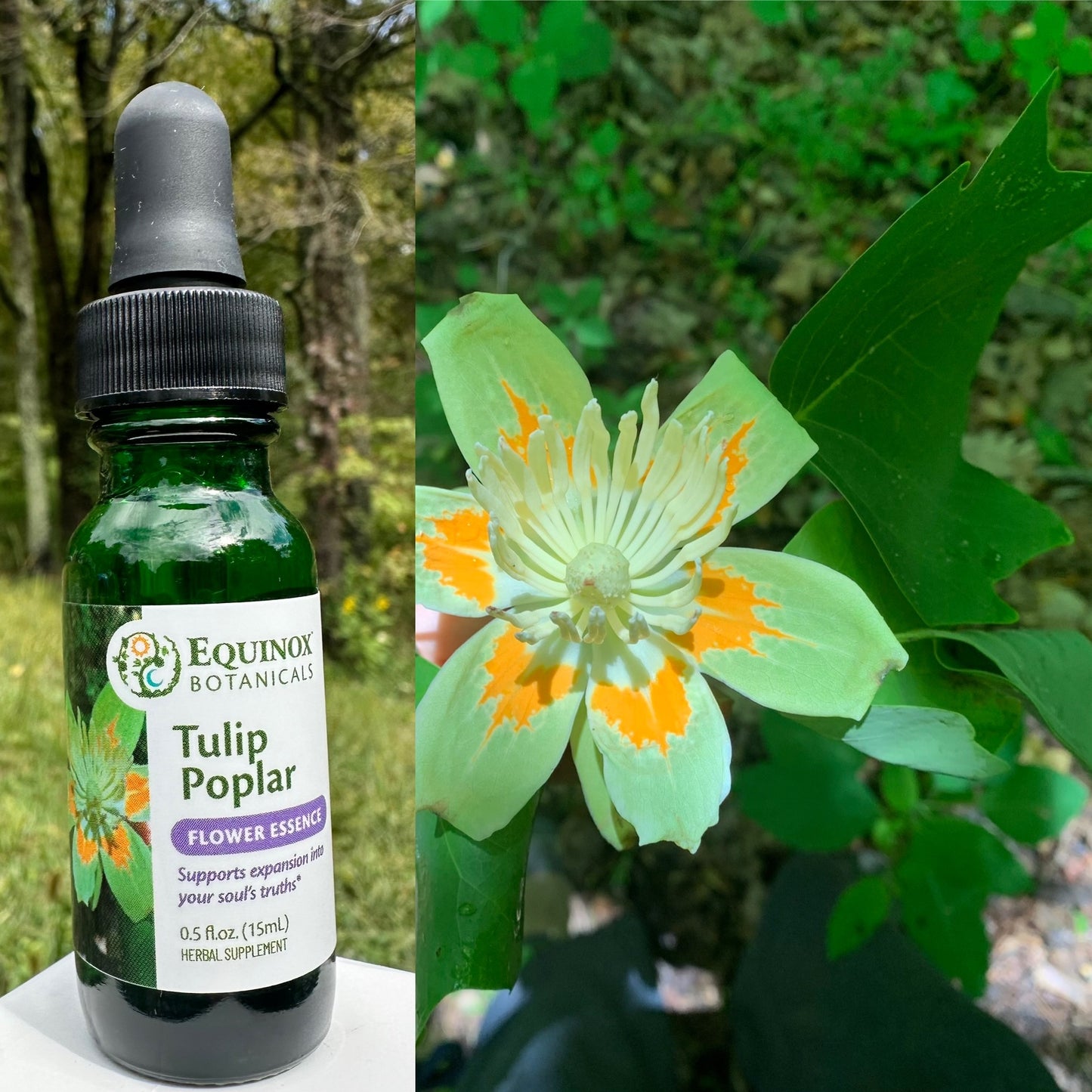 Tulip Poplar Flower Essence 15mL