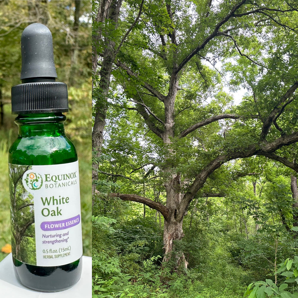 White Oak Flower Essence 15mL