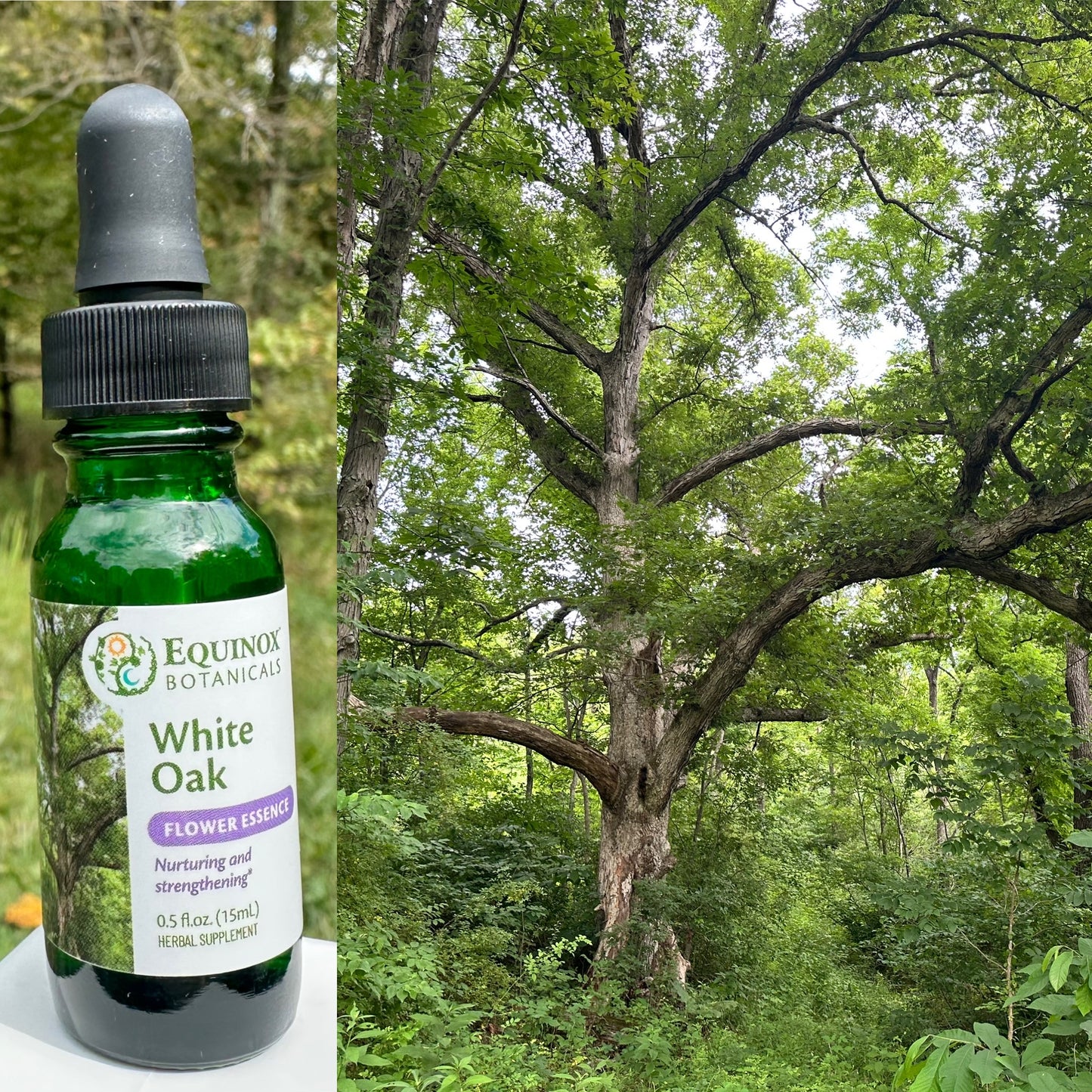 White Oak Flower Essence 15mL