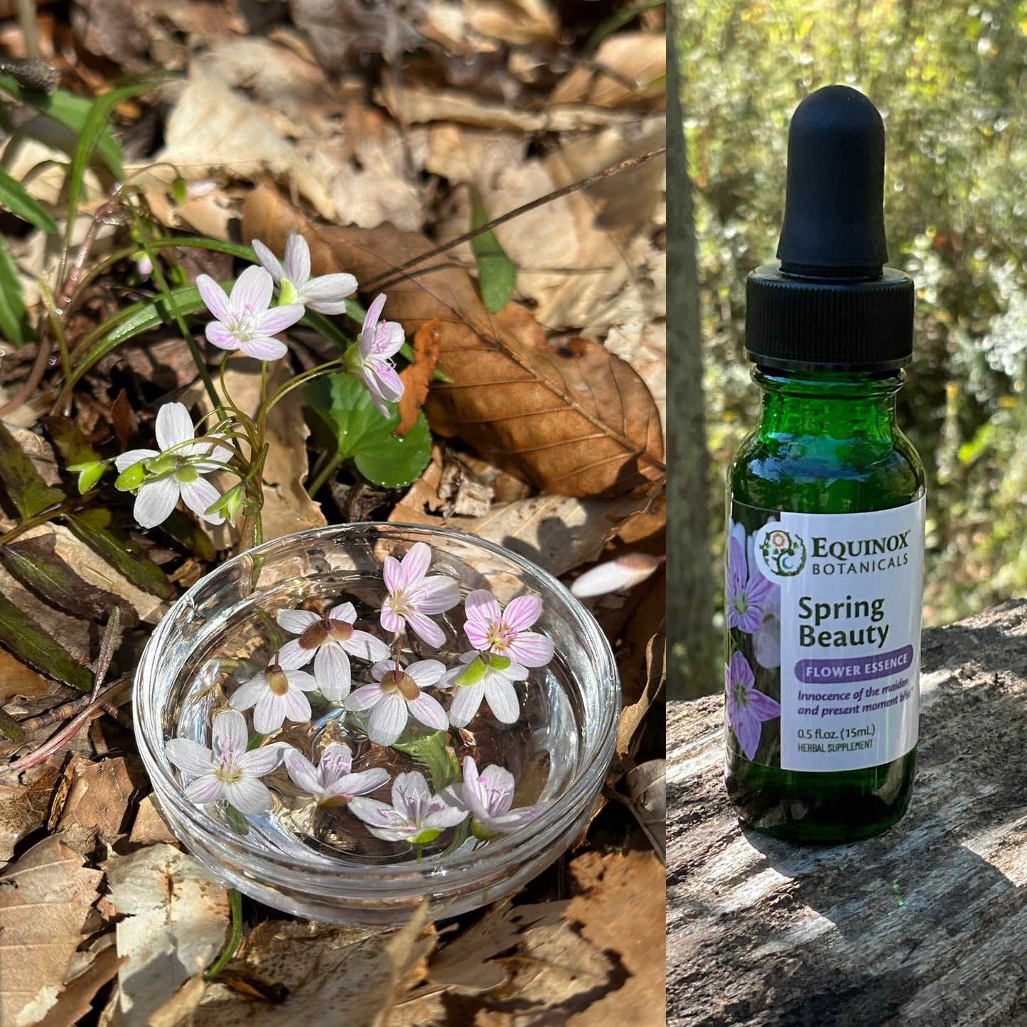 Spring Beauty Flower Essence 15 mL