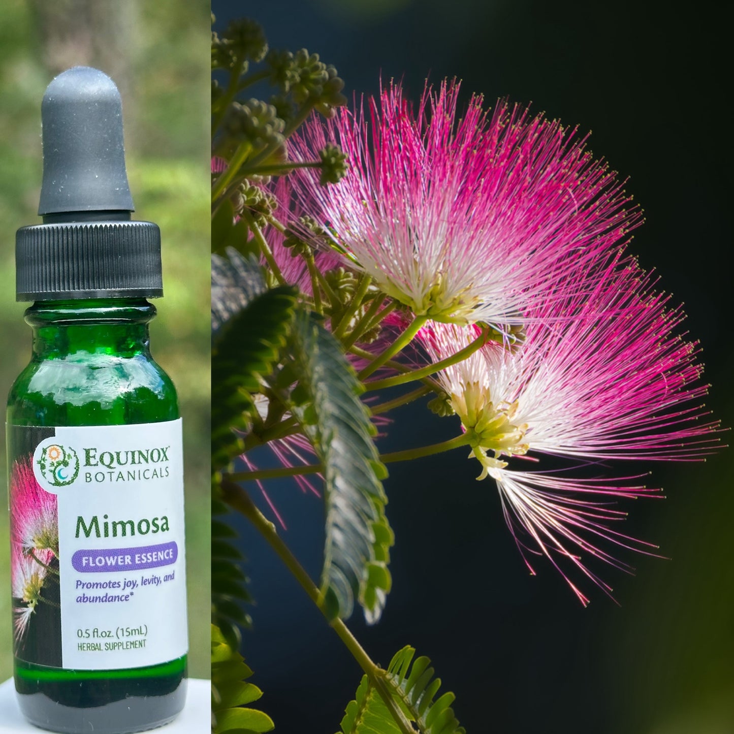 Mimosa Flower Essence 15mL