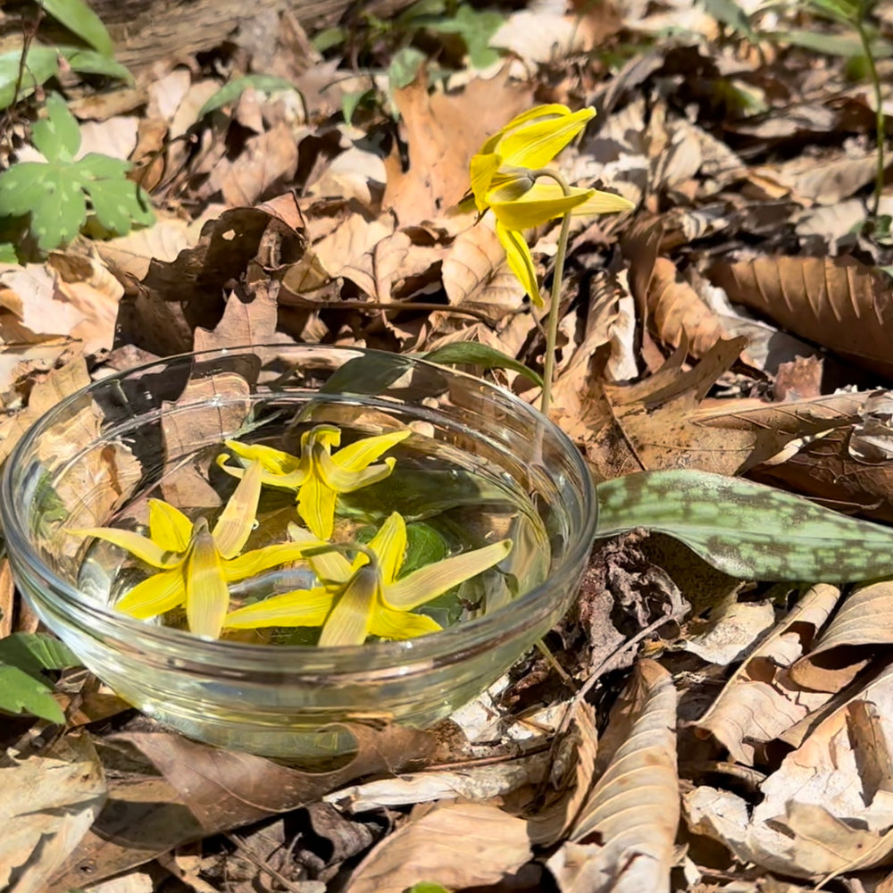 Yellow Trout Lily Flower Essence 15mL