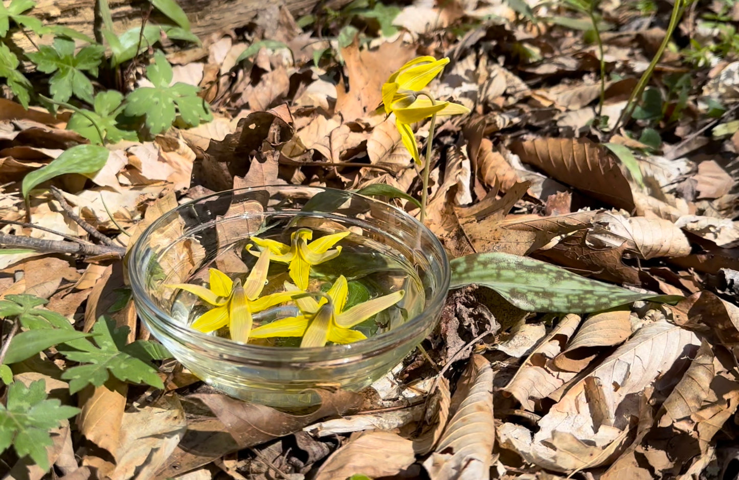 Yellow Trout Lily Flower Essence 15mL