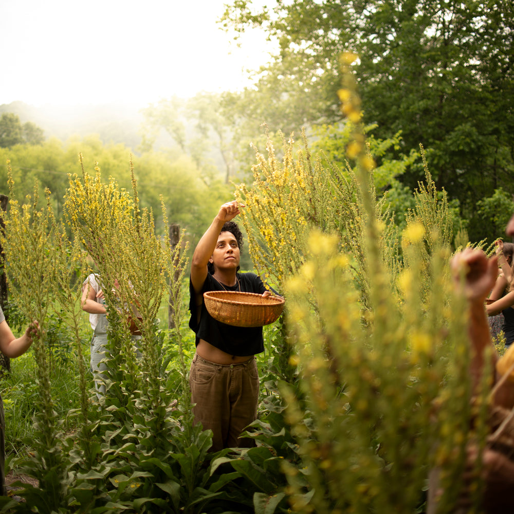 Equinox Botanicals