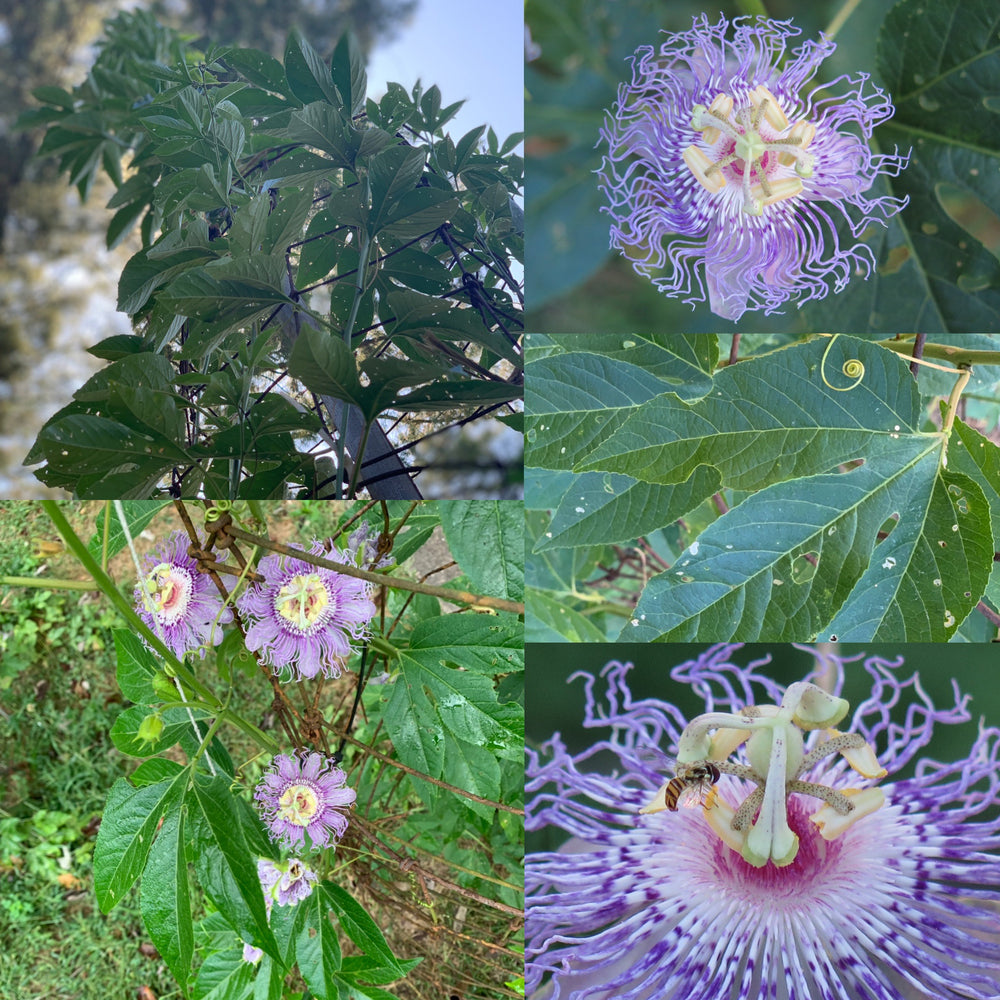 
                      
                        Passionflower Extract 1 oz
                      
                    