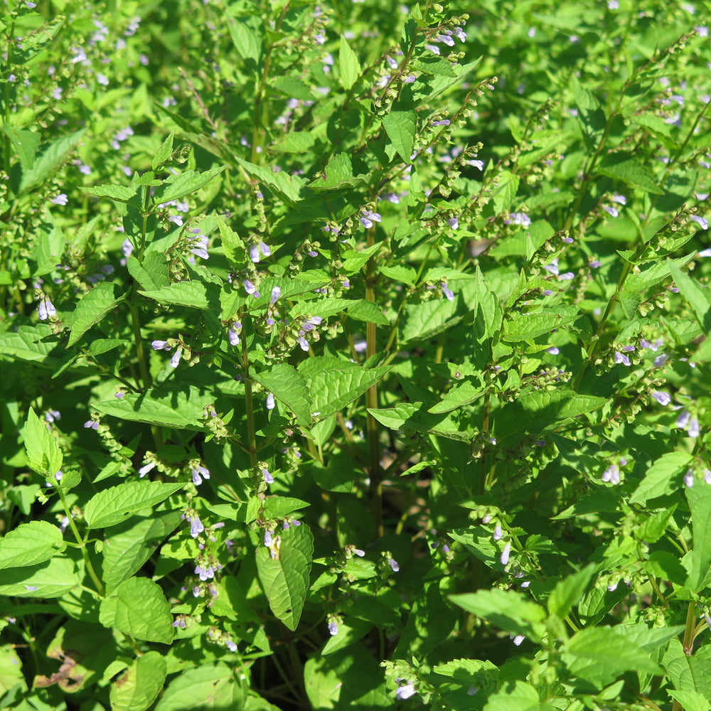 
                      
                        Skullcap Extract 1 oz
                      
                    